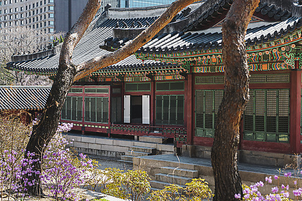 포토 JPG 주간 나무 꽃 서울 사람없음 야외 관광지 봄풍경 문화재 덕수궁 국내포토 자연요소 식물 여행 한국 풍경 봄 궁전 파일형식