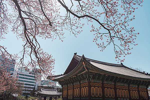 포토 JPG 주간 하늘 서울 사람없음 야외 관광지 봄풍경 문화재 나뭇가지 매화 덕수궁 국내포토 자연요소 나무 꽃 여행 한국 풍경 봄 궁전 파일형식