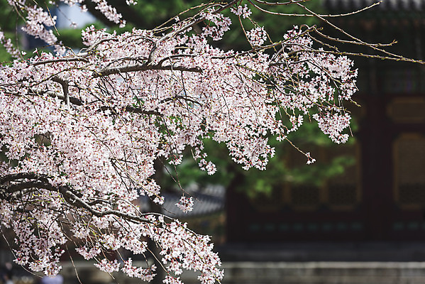 포토 JPG 주간 서울 사람없음 야외 아웃포커스 관광지 봄풍경 문화재 벚꽃 벚나무 덕수궁 국내포토 자연요소 나무 꽃 여행 한국 촬영기법 풍경 봄 궁전 파일형식