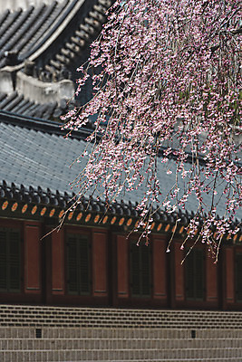 포토 JPG 주간 서울 사람없음 야외 관광지 봄풍경 문화재 매화 덕수궁 국내포토 자연요소 꽃 여행 한국 풍경 봄 궁전 파일형식