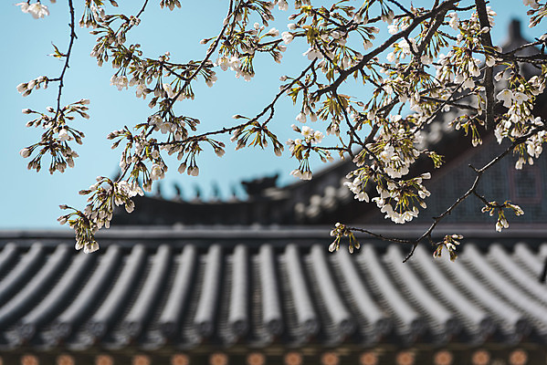 포토 JPG 주간 서울 사람없음 야외 아웃포커스 관광지 봄풍경 문화재 벚꽃 나뭇가지 기와지붕 덕수궁 국내포토 자연요소 나무 꽃 여행 지붕 한국 촬영기법 기와 풍경 봄 궁전 파일형식