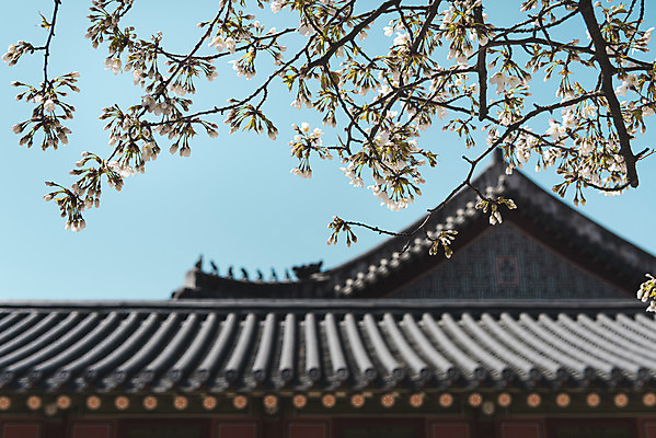 포토 JPG 주간 서울 사람없음 야외 관광지 봄풍경 문화재 벚꽃 나뭇가지 기와지붕 덕수궁 국내포토 자연요소 나무 꽃 여행 지붕 한국 기와 풍경 봄 궁전 파일형식