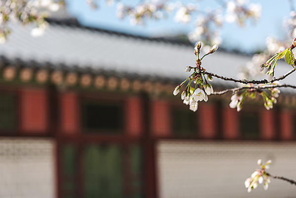 포토 JPG 주간 서울 사람없음 야외 아웃포커스 관광지 봄풍경 문화재 벚꽃 나뭇가지 덕수궁 국내포토 자연요소 나무 꽃 여행 한국 촬영기법 풍경 봄 궁전 파일형식