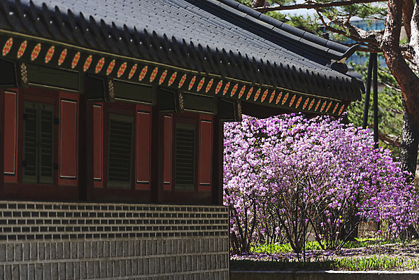 포토 JPG 주간 서울 사람없음 야외 관광지 봄풍경 문화재 진달래 덕수궁 국내포토 자연요소 꽃 여행 한국 풍경 봄 궁전 파일형식