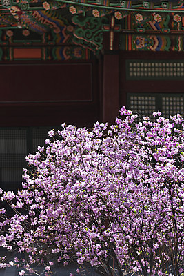 포토 JPG 주간 서울 사람없음 야외 관광지 봄풍경 문화재 진달래 덕수궁 국내포토 자연요소 꽃 여행 한국 풍경 봄 궁전 파일형식