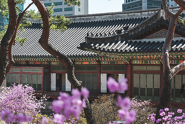 포토 JPG 주간 서울 사람없음 야외 관광지 봄풍경 문화재 소나무 소프트포커스 진달래 덕수궁 국내포토 자연요소 나무 꽃 여행 한국 촬영기법 풍경 봄 궁전 파일형식