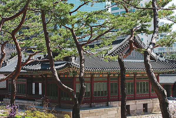 포토 JPG 주간 서울 사람없음 야외 관광지 봄풍경 문화재 소나무 덕수궁 국내포토 자연요소 나무 여행 한국 풍경 봄 궁전 파일형식