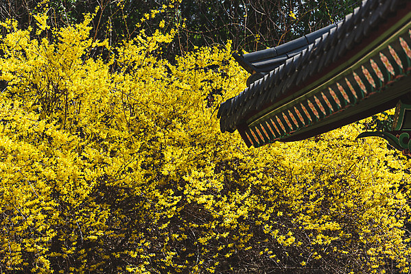 포토 JPG 주간 서울 사람없음 야외 관광지 봄풍경 세계문화유산 개나리 기와지붕 창덕궁 국내포토 자연요소 꽃 여행 지붕 한국 기와 풍경 봄 궁전 문화재 파일형식