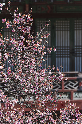 포토 JPG 주간 서울 사람없음 야외 아웃포커스 관광지 봄풍경 세계문화유산 매화 창덕궁 국내포토 자연요소 꽃 여행 한국 촬영기법 풍경 봄 궁전 문화재 파일형식