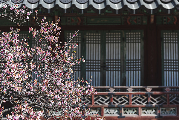 포토 JPG 주간 서울 사람없음 야외 관광지 봄풍경 세계문화유산 매화 창덕궁 국내포토 자연요소 꽃 여행 한국 풍경 봄 궁전 문화재 파일형식