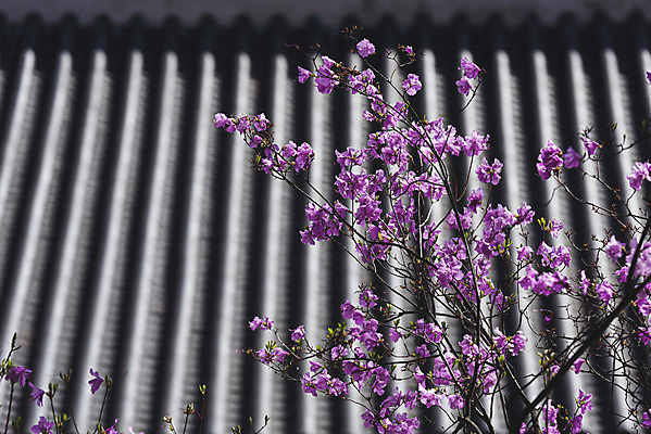 포토 JPG 주간 서울 사람없음 야외 관광지 봄풍경 문화재 진달래 기와지붕 창경궁 국내포토 자연요소 꽃 여행 지붕 한국 기와 풍경 봄 궁전 파일형식