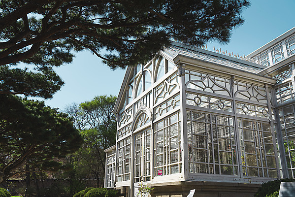 포토 JPG 주간 서울 사람없음 야외 관광지 봄풍경 문화재 나뭇가지 온실 창경궁 국내포토 자연요소 나무 여행 한국 풍경 봄 궁전 파일형식