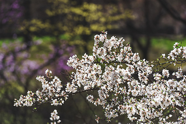 포토 JPG 주간 꽃 서울 사람없음 야외 아웃포커스 봄풍경 벚꽃 국내포토 자연요소 식물 한국 촬영기법 풍경 봄 파일형식