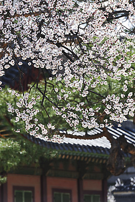 포토 JPG 주간 서울 사람없음 야외 아웃포커스 관광지 봄풍경 문화재 벚꽃 창경궁 국내포토 자연요소 꽃 여행 한국 촬영기법 풍경 봄 궁전 파일형식