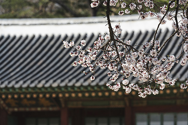 포토 JPG 주간 서울 사람없음 야외 아웃포커스 관광지 봄풍경 문화재 벚꽃 기와지붕 창경궁 국내포토 자연요소 꽃 여행 지붕 한국 촬영기법 기와 풍경 봄 궁전 파일형식