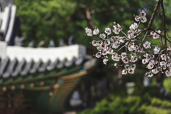 포토 JPG 주간 서울 사람없음 야외 아웃포커스 관광지 봄풍경 문화재 벚꽃 창경궁 국내포토 자연요소 꽃 여행 한국 촬영기법 풍경 봄 궁전 파일형식