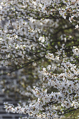 포토 JPG 주간 서울 사람없음 야외 아웃포커스 봄풍경 벚꽃 국내포토 자연요소 꽃 한국 촬영기법 풍경 봄 파일형식