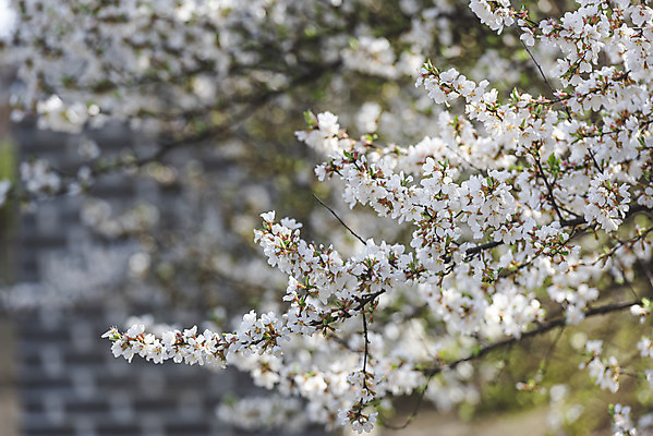 포토 JPG 주간 서울 사람없음 야외 아웃포커스 봄풍경 벚꽃 국내포토 자연요소 꽃 한국 촬영기법 풍경 봄 파일형식