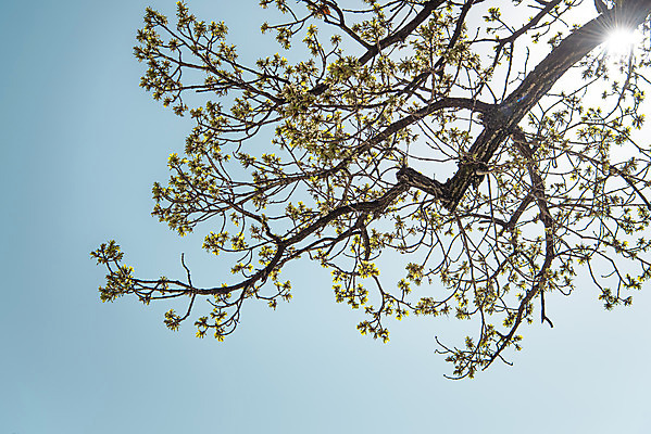 포토 JPG 주간 로우앵글 하늘 서울 꽃나무 사람없음 야외 햇빛 봄풍경 국내포토 자연요소 나무 꽃 뷰포인트 한국 풍경 태양 봄 파일형식