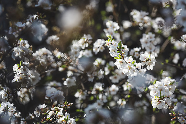 포토 JPG 주간 서울 사람없음 야외 아웃포커스 봄풍경 벚꽃 국내포토 자연요소 꽃 한국 촬영기법 풍경 봄 파일형식