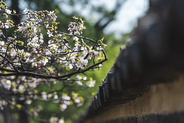 포토 JPG 주간 서울 사람없음 야외 아웃포커스 관광지 봄풍경 문화재 벚꽃 창경궁 기와담장 국내포토 자연요소 꽃 여행 한국 촬영기법 기와 풍경 담장 봄 궁전 파일형식