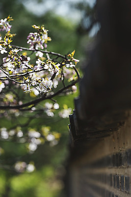 포토 JPG 주간 서울 사람없음 야외 아웃포커스 관광지 봄풍경 문화재 벚꽃 창경궁 기와담장 국내포토 자연요소 꽃 여행 한국 촬영기법 기와 풍경 담장 봄 궁전 파일형식