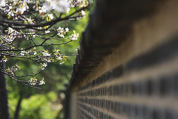 포토 JPG 주간 서울 사람없음 야외 아웃포커스 관광지 봄풍경 문화재 벚꽃 소프트포커스 창경궁 기와담장 국내포토 자연요소 꽃 여행 한국 촬영기법 기와 풍경 담장 봄 궁전 파일형식