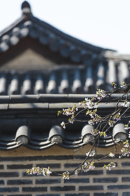 포토 JPG 주간 서울 사람없음 야외 관광지 봄풍경 문화재 벚꽃 기와지붕 창경궁 기와담장 국내포토 자연요소 꽃 여행 지붕 한국 기와 풍경 담장 봄 궁전 파일형식