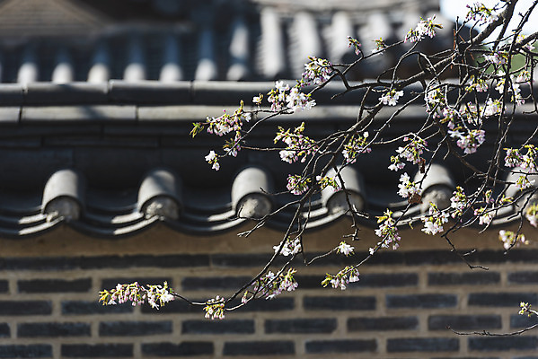 포토 JPG 주간 서울 사람없음 야외 아웃포커스 관광지 봄풍경 문화재 벚꽃 창경궁 기와담장 국내포토 자연요소 꽃 여행 한국 촬영기법 기와 풍경 담장 봄 궁전 파일형식