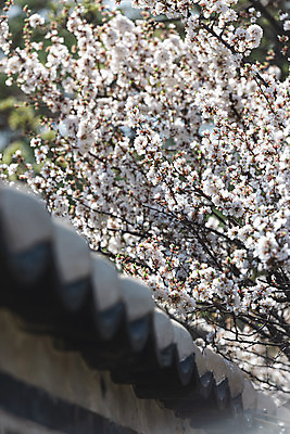 포토 JPG 주간 서울 사람없음 야외 관광지 봄풍경 문화재 벚꽃 창경궁 기와담장 국내포토 자연요소 꽃 여행 한국 기와 풍경 담장 봄 궁전 파일형식