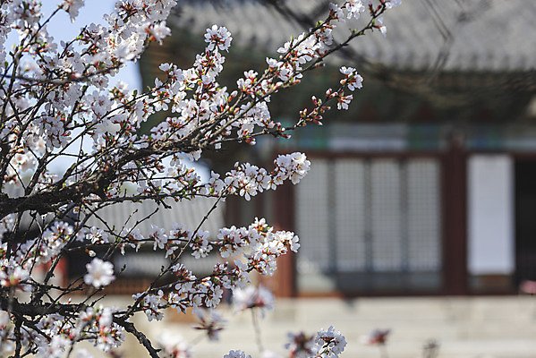 포토 JPG 주간 서울 사람없음 야외 아웃포커스 관광지 봄풍경 문화재 벚꽃 창경궁 국내포토 자연요소 꽃 여행 한국 촬영기법 풍경 봄 궁전 파일형식