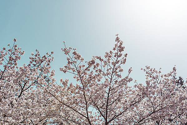 포토 JPG 주간 로우앵글 하늘 서울 사람없음 야외 햇빛 봄풍경 벚꽃 벚나무 국내포토 자연요소 나무 꽃 뷰포인트 한국 풍경 태양 봄 파일형식