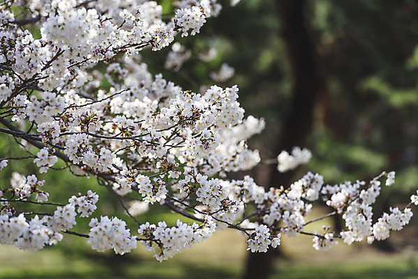 포토 JPG 주간 서울 사람없음 야외 아웃포커스 봄풍경 벚꽃 국내포토 자연요소 꽃 한국 촬영기법 풍경 봄 파일형식