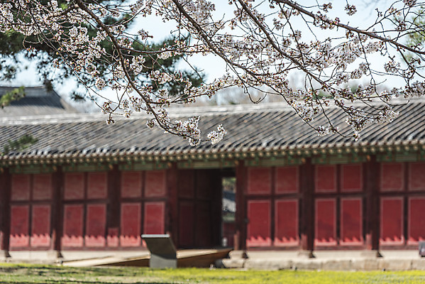 포토 JPG 주간 서울 사람없음 야외 아웃포커스 관광지 봄풍경 문화재 벚꽃 창경궁 국내포토 자연요소 꽃 여행 한국 촬영기법 풍경 봄 궁전 파일형식