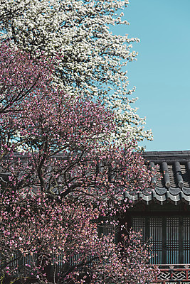 포토 JPG 주간 서울 사람없음 야외 관광지 봄풍경 문화재 매화 기와지붕 창경궁 국내포토 자연요소 꽃 여행 지붕 한국 기와 풍경 봄 궁전 파일형식