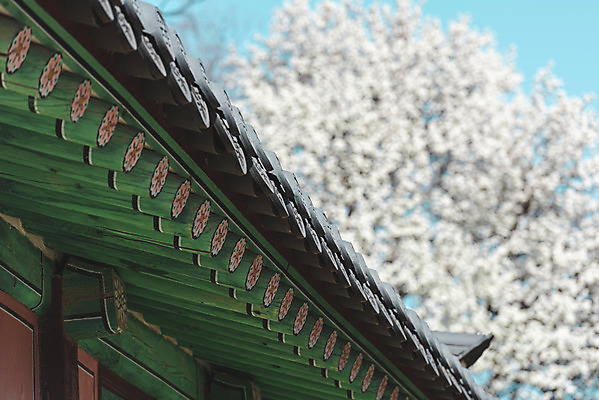 포토 JPG 주간 서울 사람없음 야외 아웃포커스 관광지 봄풍경 문화재 매화 지붕처마 창경궁 국내포토 자연요소 꽃 여행 지붕 한국 촬영기법 풍경 봄 궁전 처마 파일형식