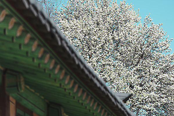 포토 JPG 주간 서울 사람없음 야외 관광지 봄풍경 문화재 매화 지붕처마 창경궁 국내포토 자연요소 꽃 여행 지붕 한국 풍경 봄 궁전 처마 파일형식