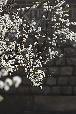 포토 JPG 주간 서울 사람없음 야외 봄풍경 벚꽃 소프트포커스 국내포토 자연요소 꽃 한국 촬영기법 풍경 봄 파일형식