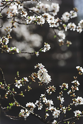 포토 JPG 주간 서울 사람없음 야외 아웃포커스 봄풍경 벚꽃 국내포토 자연요소 꽃 한국 촬영기법 풍경 봄 파일형식