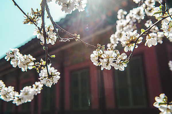 포토 JPG 주간 서울 사람없음 야외 아웃포커스 관광지 햇빛 봄풍경 문화재 벚꽃 창경궁 국내포토 자연요소 꽃 여행 한국 촬영기법 풍경 태양 봄 궁전 파일형식