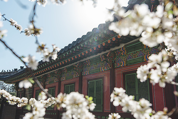 포토 JPG 주간 서울 사람없음 야외 관광지 봄풍경 문화재 벚꽃 소프트포커스 창경궁 국내포토 자연요소 꽃 여행 한국 촬영기법 풍경 봄 궁전 파일형식