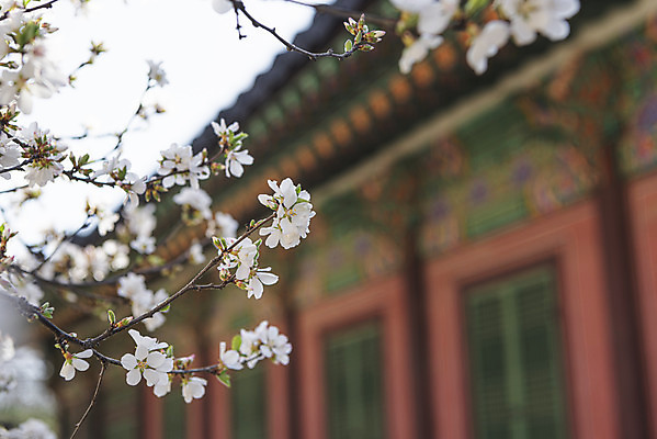 포토 JPG 주간 서울 사람없음 야외 아웃포커스 관광지 봄풍경 문화재 벚꽃 창경궁 국내포토 자연요소 꽃 여행 한국 촬영기법 풍경 봄 궁전 파일형식