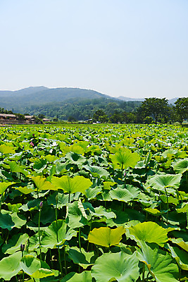 포토 JPG 주간 농업 산 풍경 사람없음 야외 농촌 시골 충청남도 연잎 민속마을 외암리 아산 국내포토 자연요소 산업 잎 충청도 파일형식