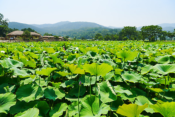 포토 JPG 주간 농업 산 한옥 풍경 사람없음 야외 농촌 시골 충청남도 연잎 민속마을 외암리 아산 국내포토 자연요소 한국전통 산업 고건축 잎 충청도 파일형식