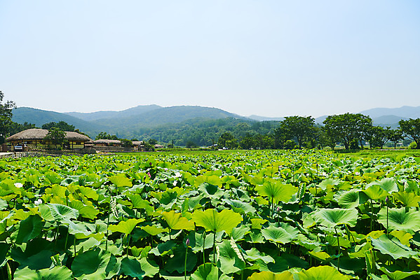 포토 JPG 주간 농업 산 한옥 풍경 사람없음 야외 농촌 시골 충청남도 연잎 민속마을 외암리 아산 국내포토 자연요소 한국전통 산업 고건축 잎 충청도 파일형식