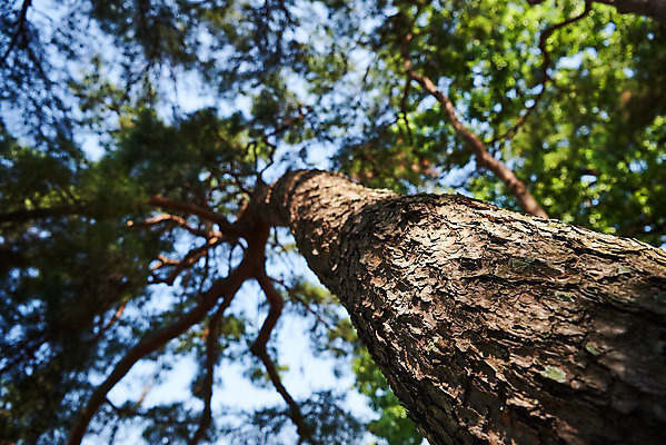 포토 JPG 주간 로우앵글 풍경 사람없음 야외 아웃포커스 농촌 시골 소나무 충청남도 외암리 아산 국내포토 자연요소 나무 뷰포인트 촬영기법 충청도 파일형식