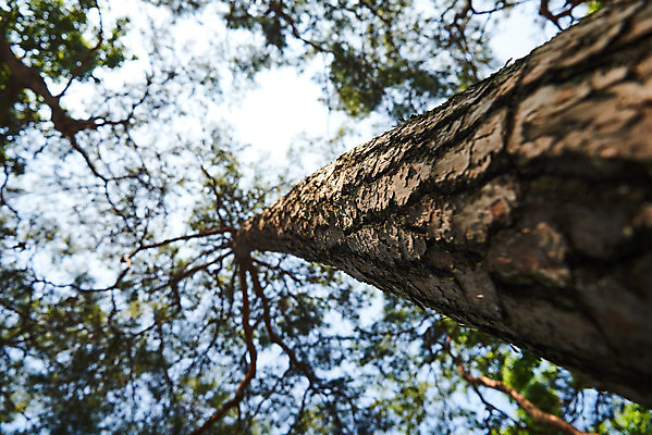 포토 JPG 주간 로우앵글 풍경 사람없음 야외 아웃포커스 농촌 시골 소나무 충청남도 외암리 아산 국내포토 자연요소 나무 뷰포인트 촬영기법 충청도 파일형식