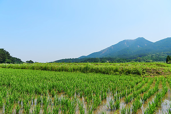 포토 JPG 주간 농업 산 논 풍경 사람없음 야외 벼 농촌 시골 충청남도 외암리 아산 국내포토 자연요소 산업 곡류 충청도 파일형식