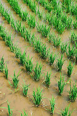 포토 JPG 주간 농업 논 풍경 사람없음 야외 농사 벼 농촌 시골 충청남도 외암리 아산 국내포토 자연요소 산업 곡류 충청도 파일형식