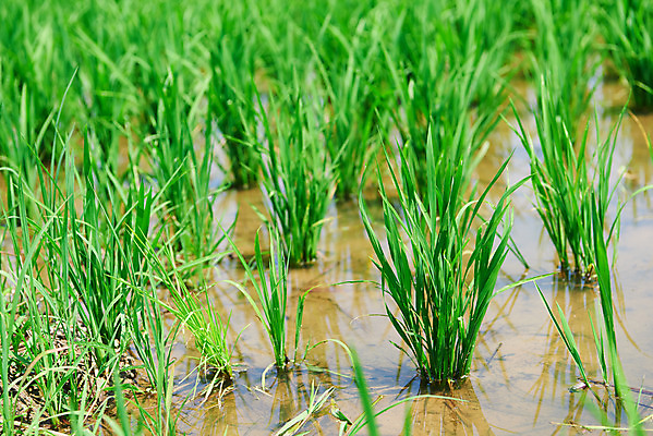 포토 JPG 주간 농업 논 풍경 사람없음 야외 아웃포커스 농사 벼 농촌 시골 충청남도 외암리 아산 국내포토 자연요소 산업 곡류 촬영기법 충청도 파일형식